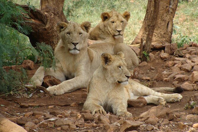4 Days Lake Nakuru and Masai Mara Luxury Safari - Two game-drive days in the Maasai Mara