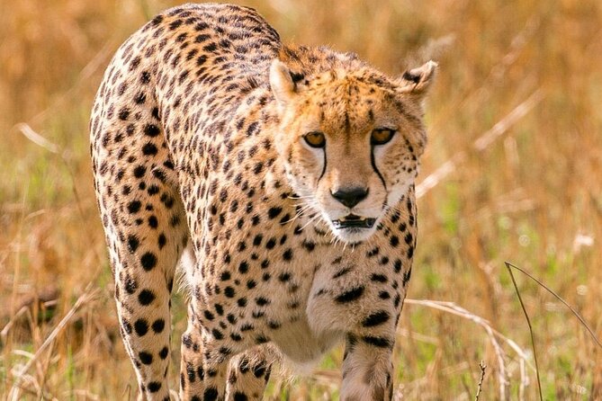 4 Days Landcruiser Safari to Masai Mara and Lake Nakuru - Key points at a glance