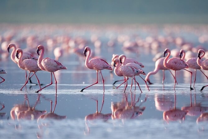 4 Days Landcruiser Safari to Masai Mara and Lake Nakuru - Day one: Nairobi to the Masai Mara