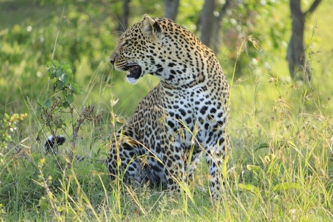 4 Days Landcruiser Safari to Masai Mara and Lake Nakuru - Day three: from the Mara to Lake Nakuru