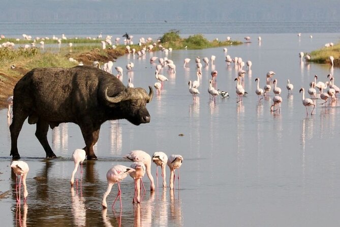4 Days Landcruiser Safari to Masai Mara and Lake Nakuru - Day four: early rhinos, then back to Nairobi