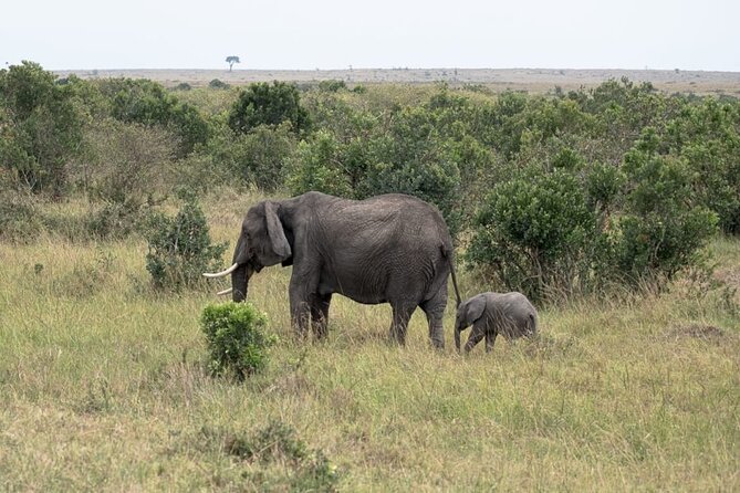 4 Days Landcruiser Safari to Masai Mara and Lake Nakuru - What the guides add to the experience