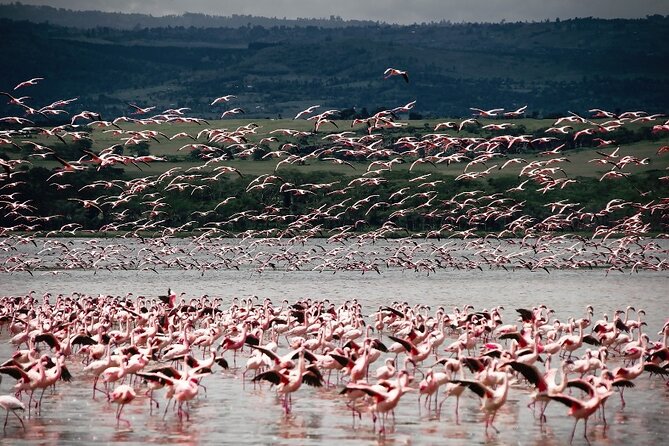 4 Days Landcruiser Safari to Masai Mara and Lake Nakuru - Meals, camp life, and what the price covers