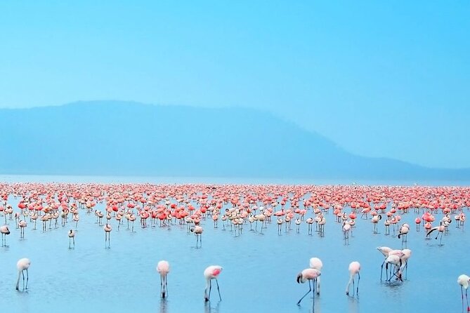 4 Days Landcruiser Safari to Masai Mara and Lake Nakuru - Comfort, group size, and the long roads