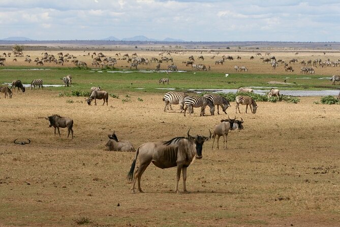 4 Days Landcruiser Safari to Masai Mara and Lake Nakuru - Day two: a full game drive in Masai Mara