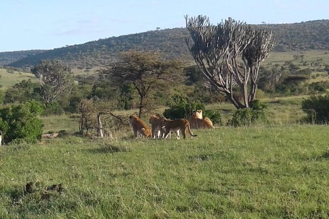 4 Days Maasai Mara and Lake Nakuru Unforgettable Safari - Leaving Nairobi for the Maasai Mara