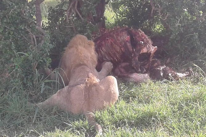 4 Days Maasai Mara and Lake Nakuru Unforgettable Safari - Driving from the Mara to Lake Nakuru