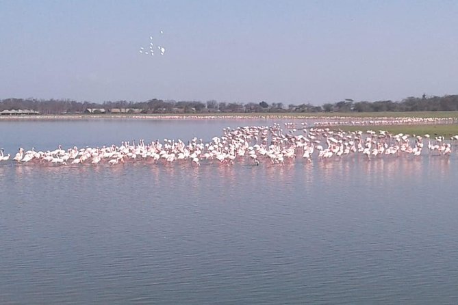 4 Days Maasai Mara and Lake Nakuru Unforgettable Safari - Early access to Lake Nakuru National Park