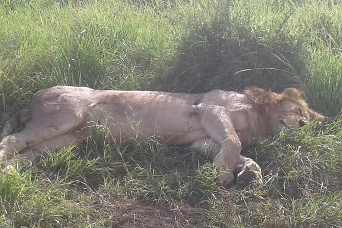 4 Days Maasai Mara and Lake Nakuru Unforgettable Safari - The shared-vehicle trade-off