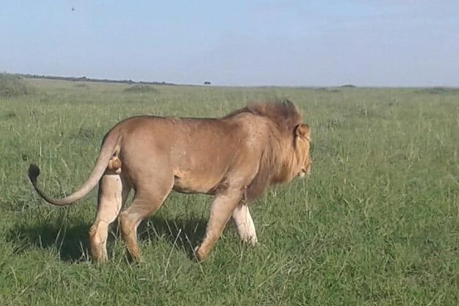 4 Days Maasai Mara and Lake Nakuru Unforgettable Safari - What the high praise tells you