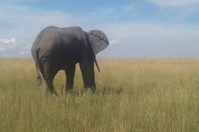 4 Days Maasai Mara and Lake Nakuru Unforgettable Safari - The optional Maasai village visit