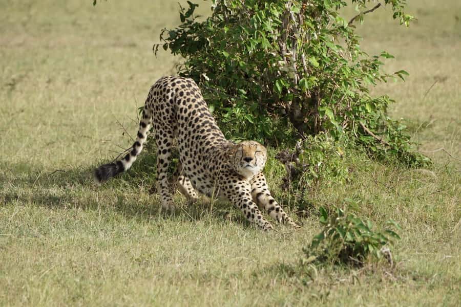4 DAYS MAASAI MARA GROUP SAFARI: (WITH MARA PARK FEES) - 4WD - Why three safari days matter in the Maasai Mara