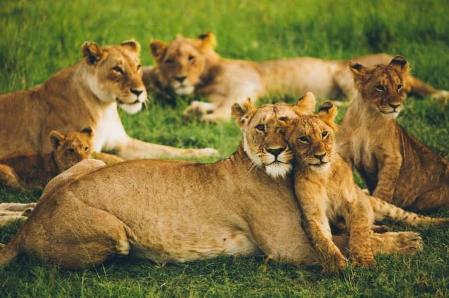 4 DAYS MAASAI MARA GROUP SAFARI: (WITH MARA PARK FEES) - 4WD - Days two and three: two full days on safari