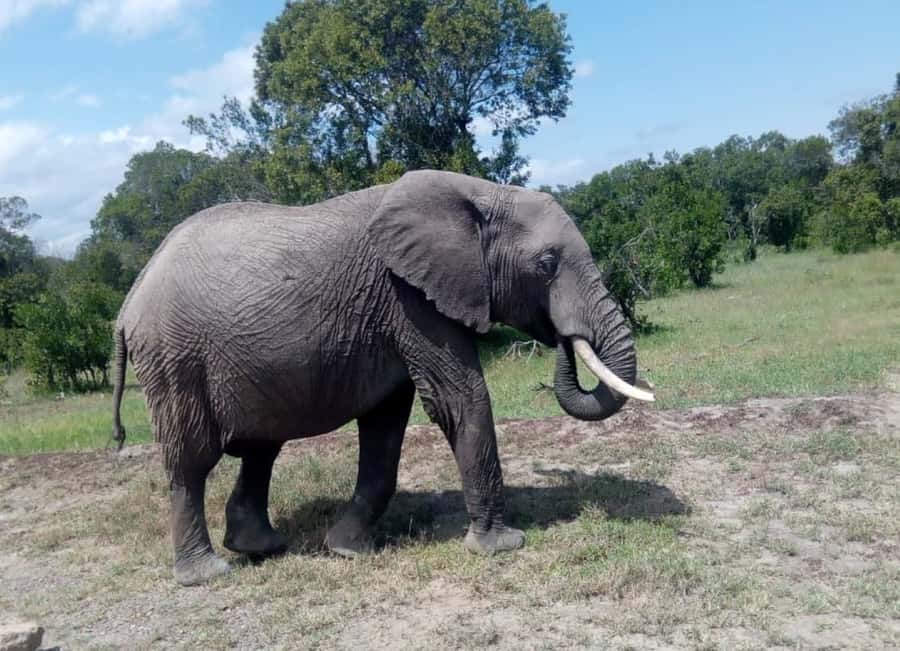 4 DAYS MAASAI MARA GROUP SAFARI: (WITH MARA PARK FEES) - 4WD - A few practical questions to settle first