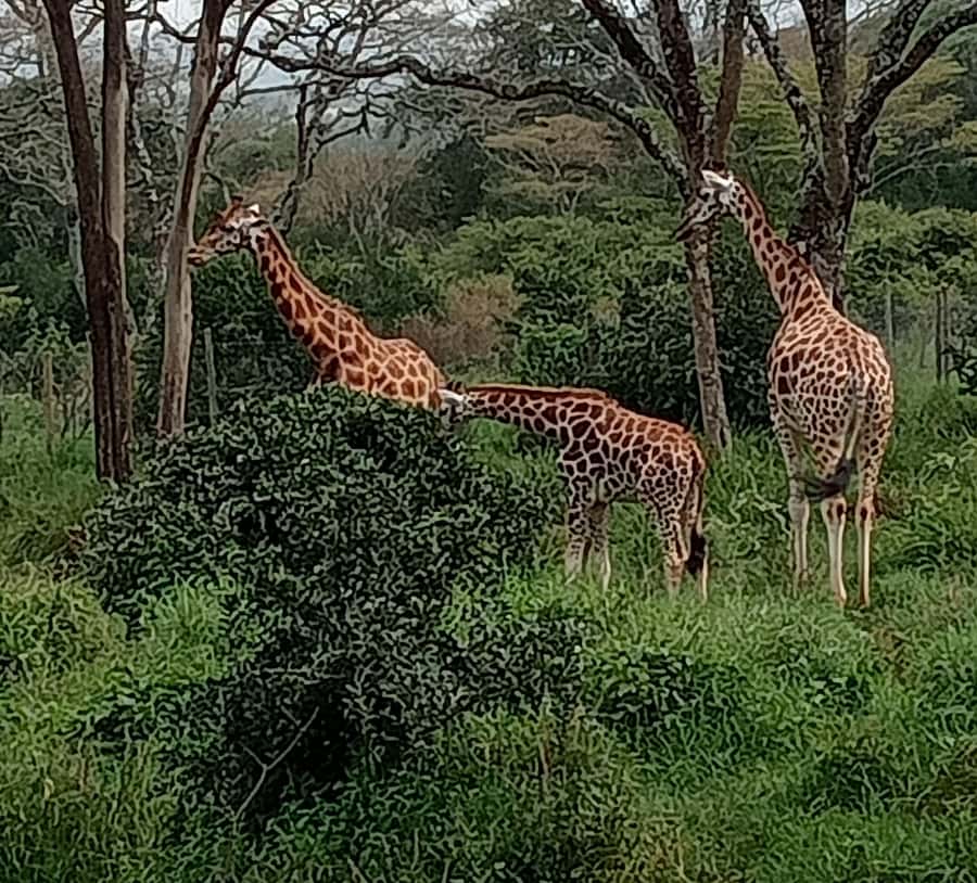 4 DAYS MAASAI MARA & LAKE NAKURU SMALL GROUP SAFARI BY 4WD - Key points to know before booking