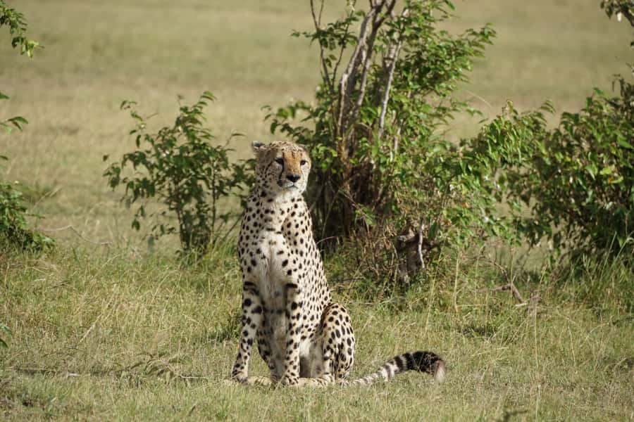 4 DAYS MAASAI MARA & LAKE NAKURU SMALL GROUP SAFARI BY 4WD - Day 2: A full day in Maasai Mara