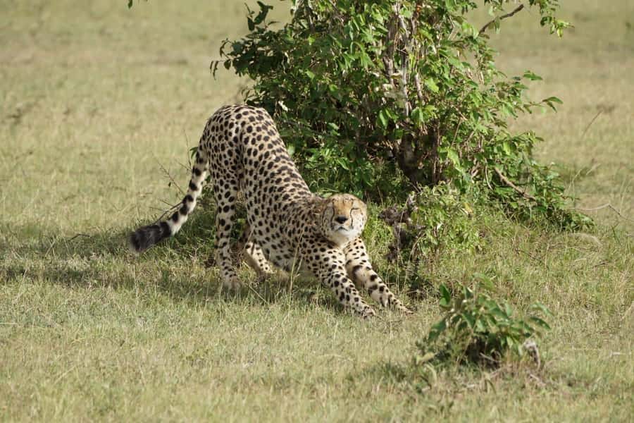 4 DAYS MAASAI MARA & LAKE NAKURU SMALL GROUP SAFARI BY 4WD - Day 3: The long transfer from Maasai Mara to Nakuru