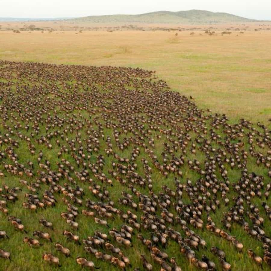 4 DAYS MAASAI MARA & LAKE NAKURU SMALL GROUP SAFARI BY 4WD - Day 1: Nairobi, the Rift Valley, and your first Mara drive