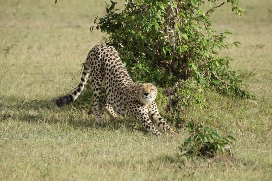 4 DAYS MAASAI MARA NATIONAL RESERVE GROUP SAFARI- 4WD - Why the Maasai Mara works well for a four-day safari