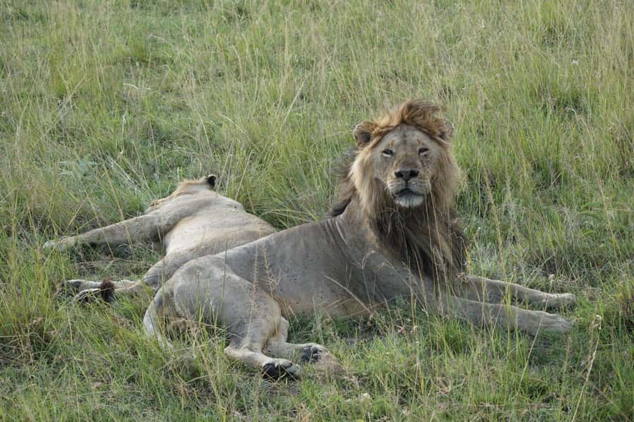 4 DAYS MAASAI MARA NATIONAL RESERVE GROUP SAFARI- 4WD - Days two and three: two chances to search for the Big Five