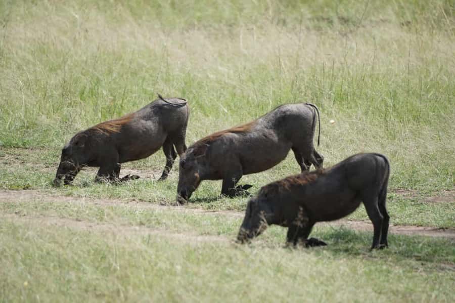 4 DAYS MAASAI MARA NATIONAL RESERVE GROUP SAFARI- 4WD - Day one: Nairobi, the Great Rift Valley, and an evening drive