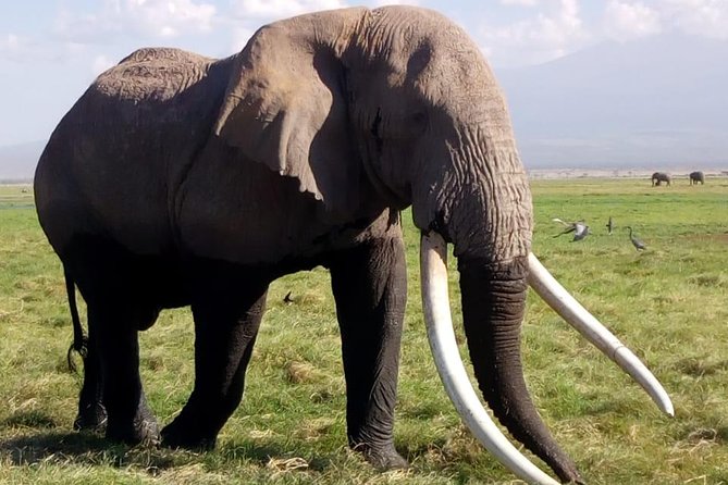 4 Days - Majestic Maasai Mara and Lake Nakuru Safari - Why this four-day route works