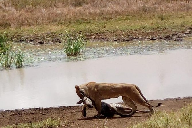 4 Days - Majestic Maasai Mara and Lake Nakuru Safari - Day three: an early Mara drive and the road to Nakuru