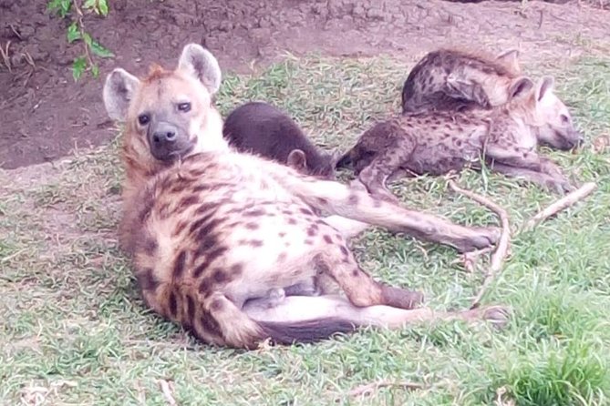 4 Days - Majestic Maasai Mara and Lake Nakuru Safari - Day four: white rhinos at Lake Nakuru