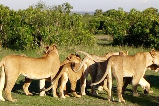 4 Days - Majestic Maasai Mara and Lake Nakuru Safari - Transport, comfort, and the pace of the road