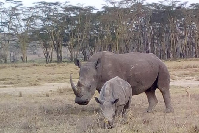 4 Days - Majestic Maasai Mara and Lake Nakuru Safari - Who should book this safari
