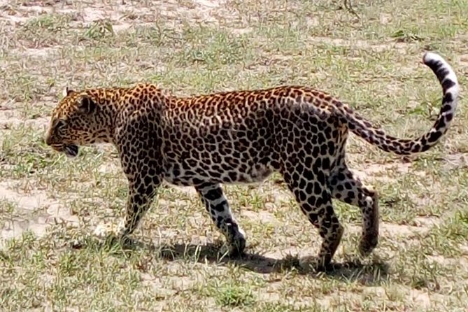 4 Days - Majestic Maasai Mara and Lake Nakuru Safari - Day two: a full day in Maasai Mara