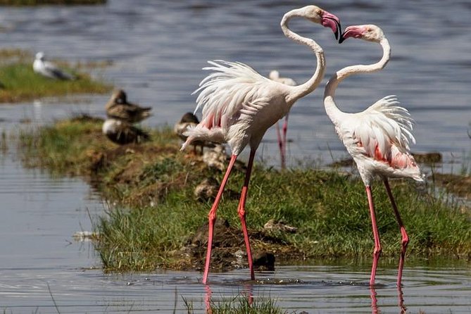 4 Days Masai Mara and Lake Nakuru Budget Safari Meals included - Why this route works for a first Kenya safari