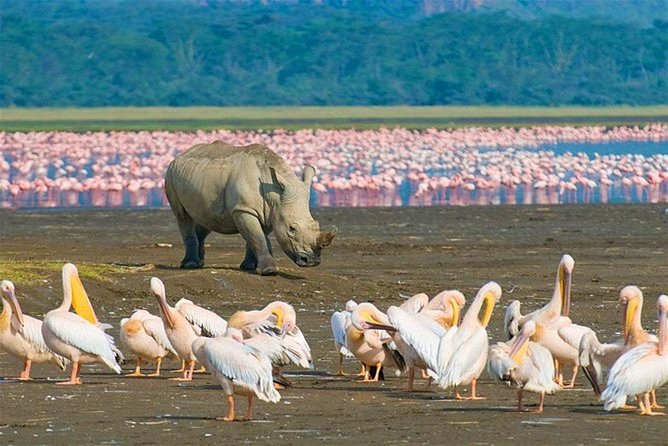 4 Days Masai Mara and Lake Nakuru Budget Safari Meals included - A full day in Masai Mara