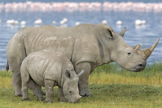 4 Days Masai Mara and Lake Nakuru Budget Safari Meals included - Transport, meals, and group size