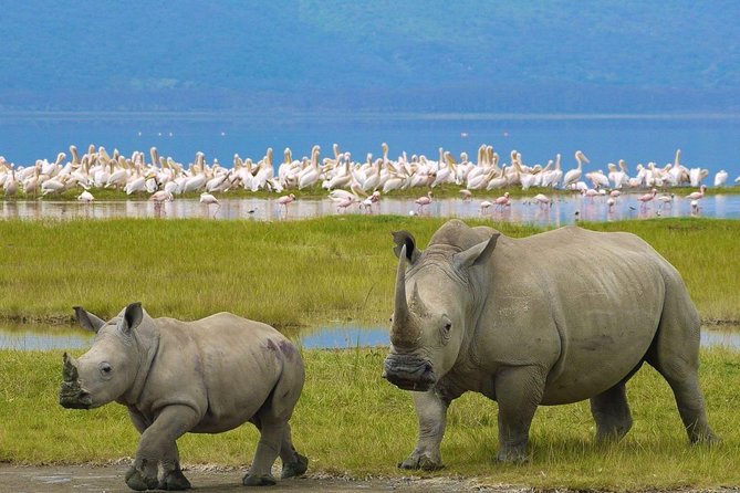 4 Days Masai Mara and Lake Nakuru Budget Safari Meals included - What the price really buys you