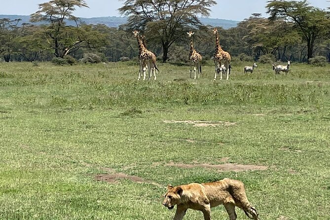 4 Days Masai Mara and Lake Nakuru Mid-Luxury safari - Day 2: A final Nakuru drive, then the long road to Masai Mara