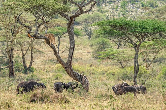 4 Days Masai Mara and Lake Nakuru Mid-Luxury safari - Day 3: Your best chance for a full Masai Mara safari day
