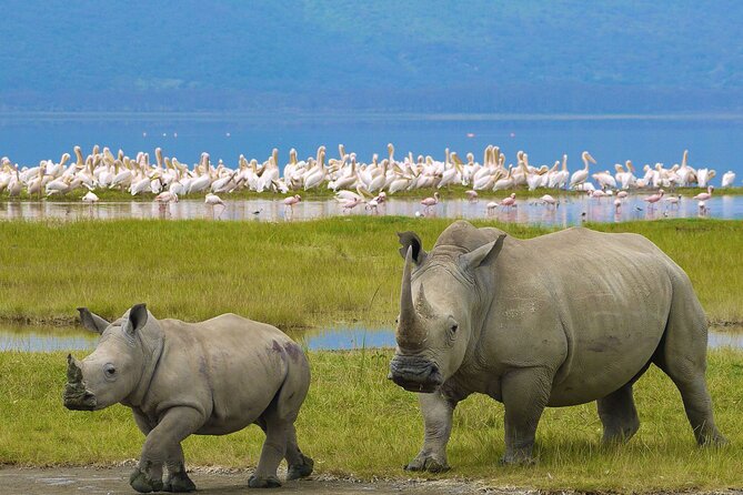 4 Days Masai Mara and Lake Nakuru Shared Camping Safari - Key points to know before you book