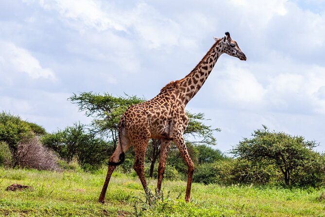 4 Days Masai Mara and Lake Nakuru Shared Camping Safari - Why this Kenya safari works as a four-day sampler