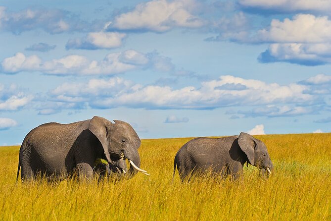 4 Days Masai Mara and Lake Nakuru Shared Camping Safari - Lake Nakuru’s rhinos and flamingo country