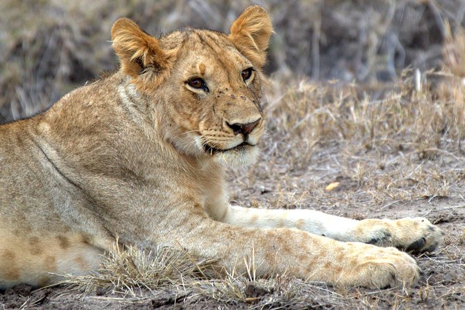 4 Days Masai Mara Camping Safari - Why four days works well in the Masai Mara