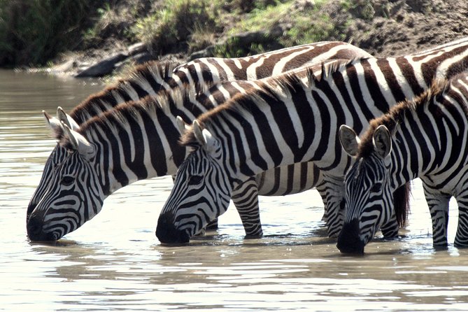 4 Days Masai Mara Camping Safari - Day 3: The Mara River, hippo pool, and patient wildlife watching