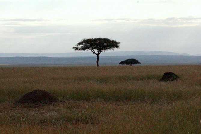 4 Days Masai Mara Camping Safari - Camping, meals, and the level of comfort