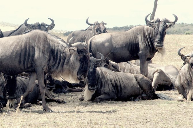 4 Days Masai Mara Camping Safari - The strongest reasons to choose this safari
