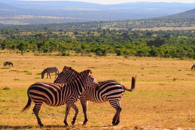 4 Days Masai Mara & Lake Nakuru Budget Group Safari in a 4x4 Jeep - Why this four-day route works