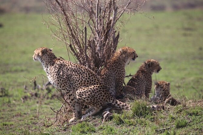 4 Days Masai Mara & Lake Nakuru Budget Group Safari in a 4x4 Jeep - Optional Maasai village and balloon safari costs