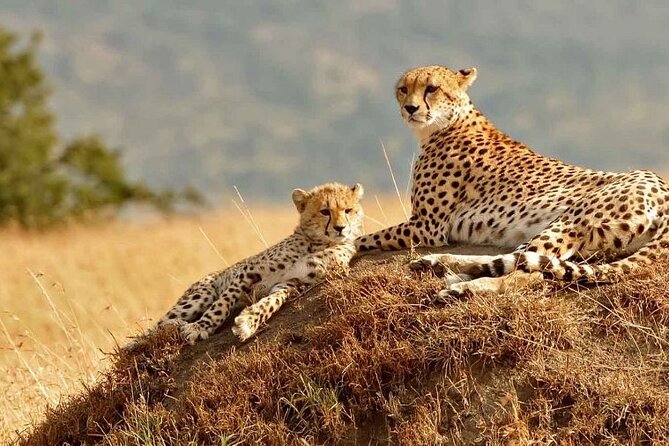 4 Days Masai Mara & Lake Nakuru Budget Group Safari in a 4x4 Jeep - Lake Nakuru’s short, focused game drive