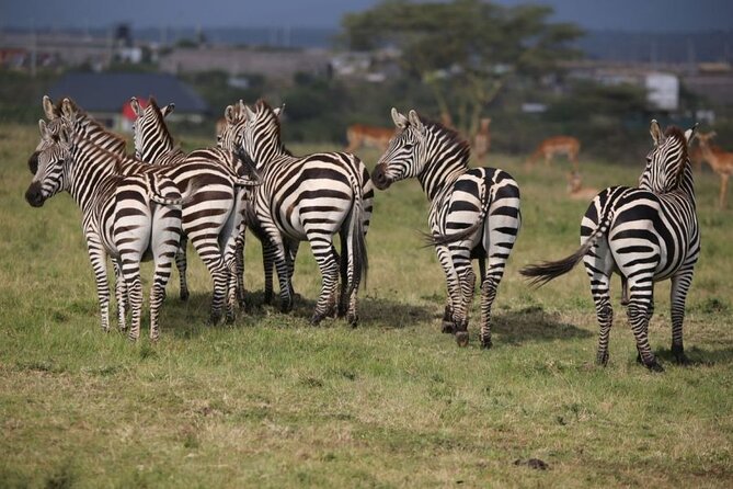 4 Days Masai Mara & Lake Nakuru Budget Group Safari in a 4x4 Jeep - What the $700 price really covers