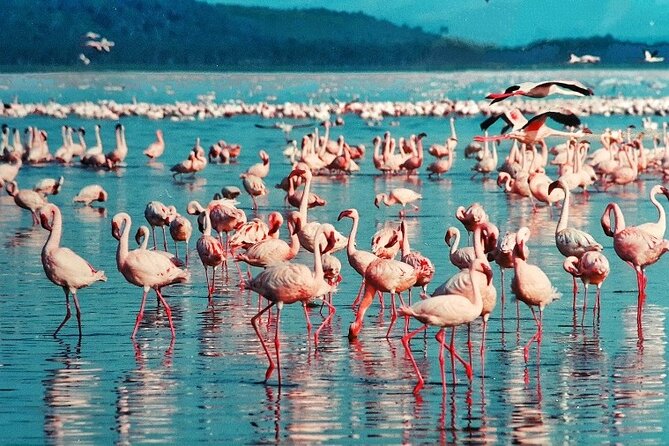 4 Days Masai Mara & Lake Nakuru Budget Group Safari in a 4x4 Jeep - Guides, communication, and the human side