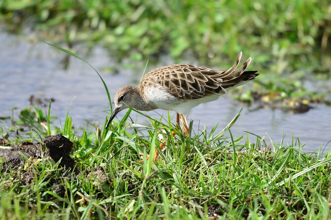 4 Days Masai Mara/Lake Nakuru Budget Safari - Day 4: Lake Nakuru’s rhinos, giraffes, and flamingos